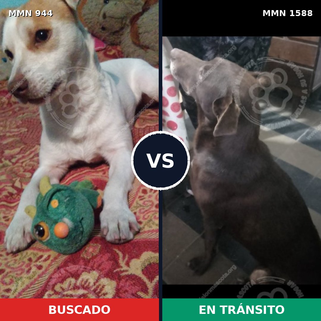 Comparativa MMS 32294: mascota perdida y mascota encontrada, 49% de similitud
