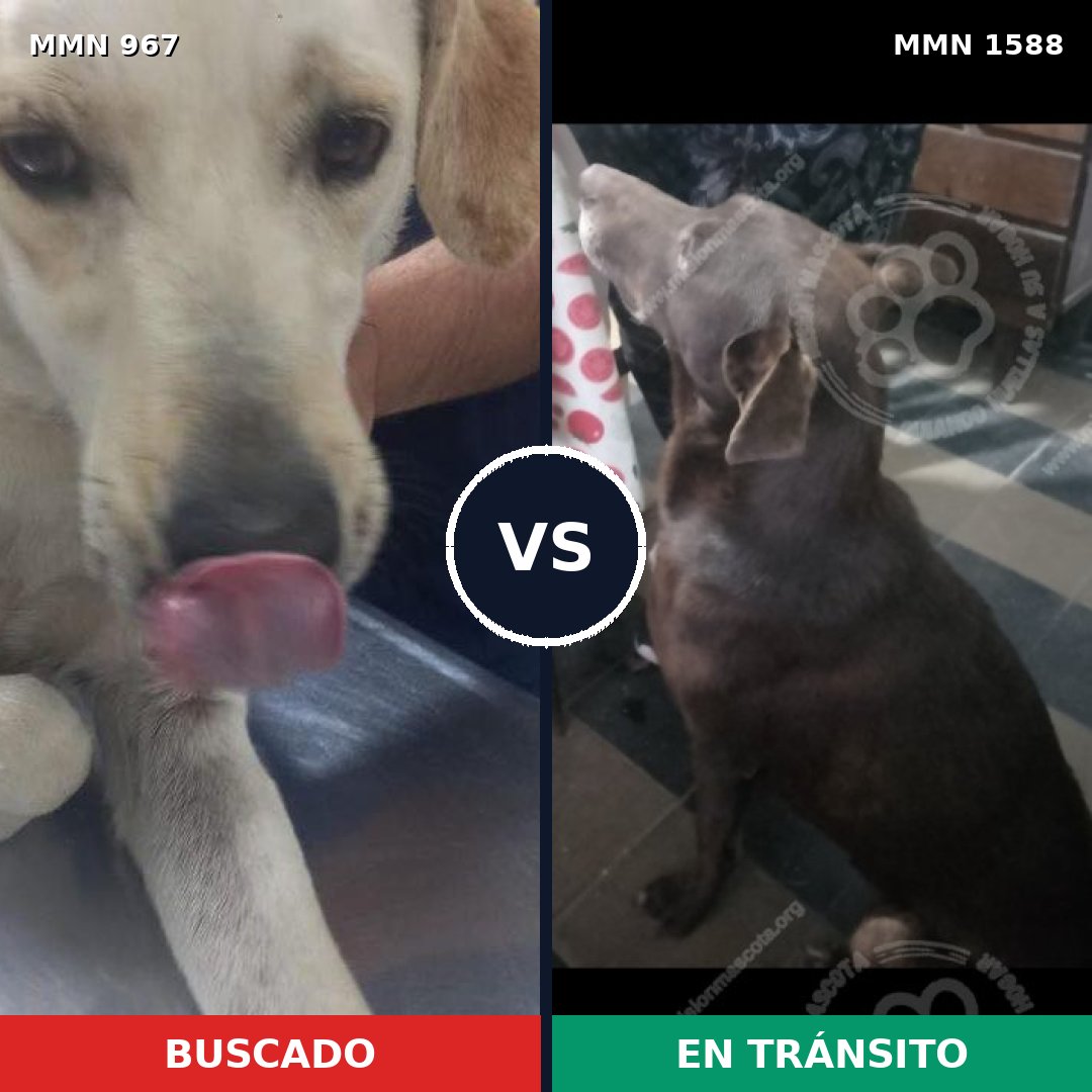 Comparativa MMS 32295: mascota perdida y mascota encontrada, 54% de similitud