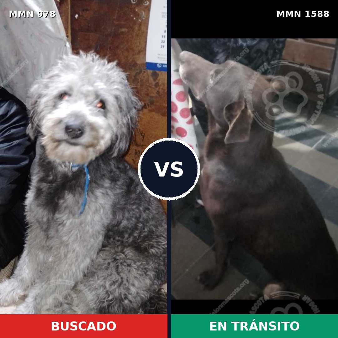 Comparativa MMS 32296: mascota perdida y mascota encontrada, 46% de similitud