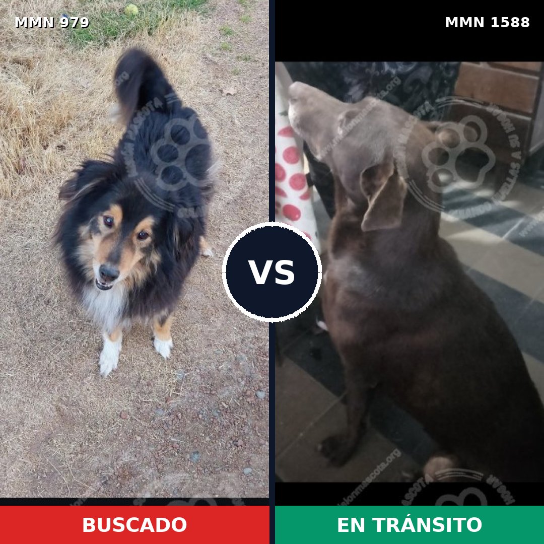 Comparativa MMS 32297: mascota perdida y mascota encontrada, 25% de similitud