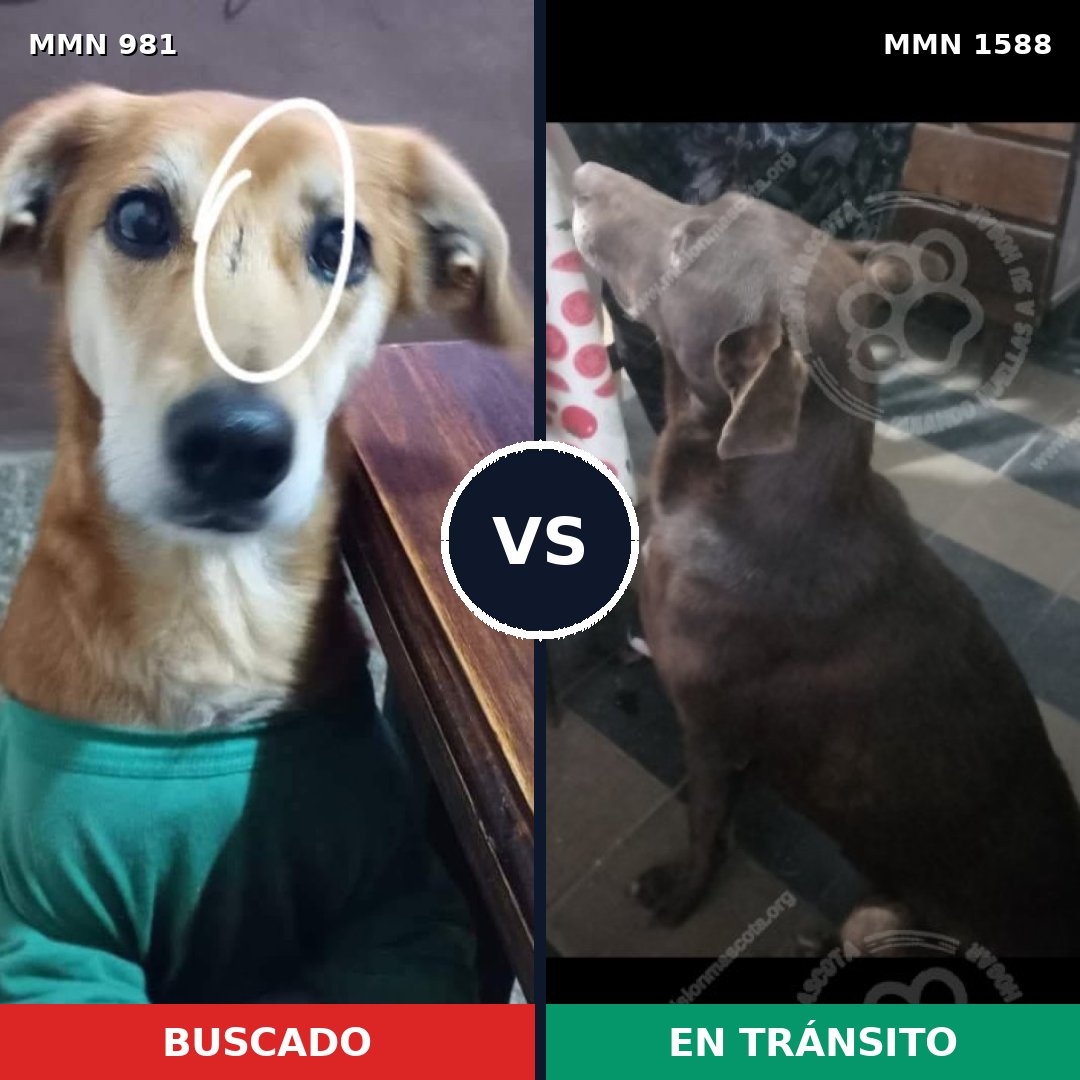 Comparativa MMS 32298: mascota perdida y mascota encontrada, 60% de similitud