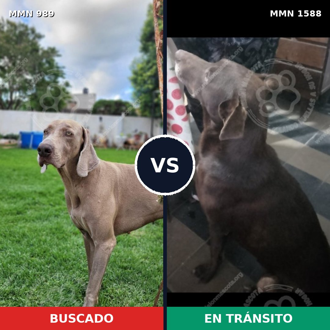 Comparativa MMS 32299: mascota perdida y mascota encontrada, 58% de similitud
