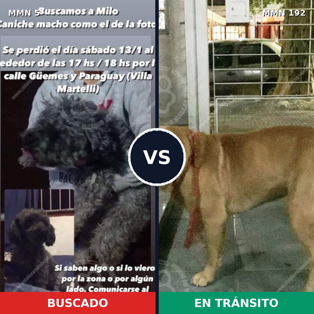 Comparativa MMS 323: mascota perdida y mascota encontrada, 16% de similitud