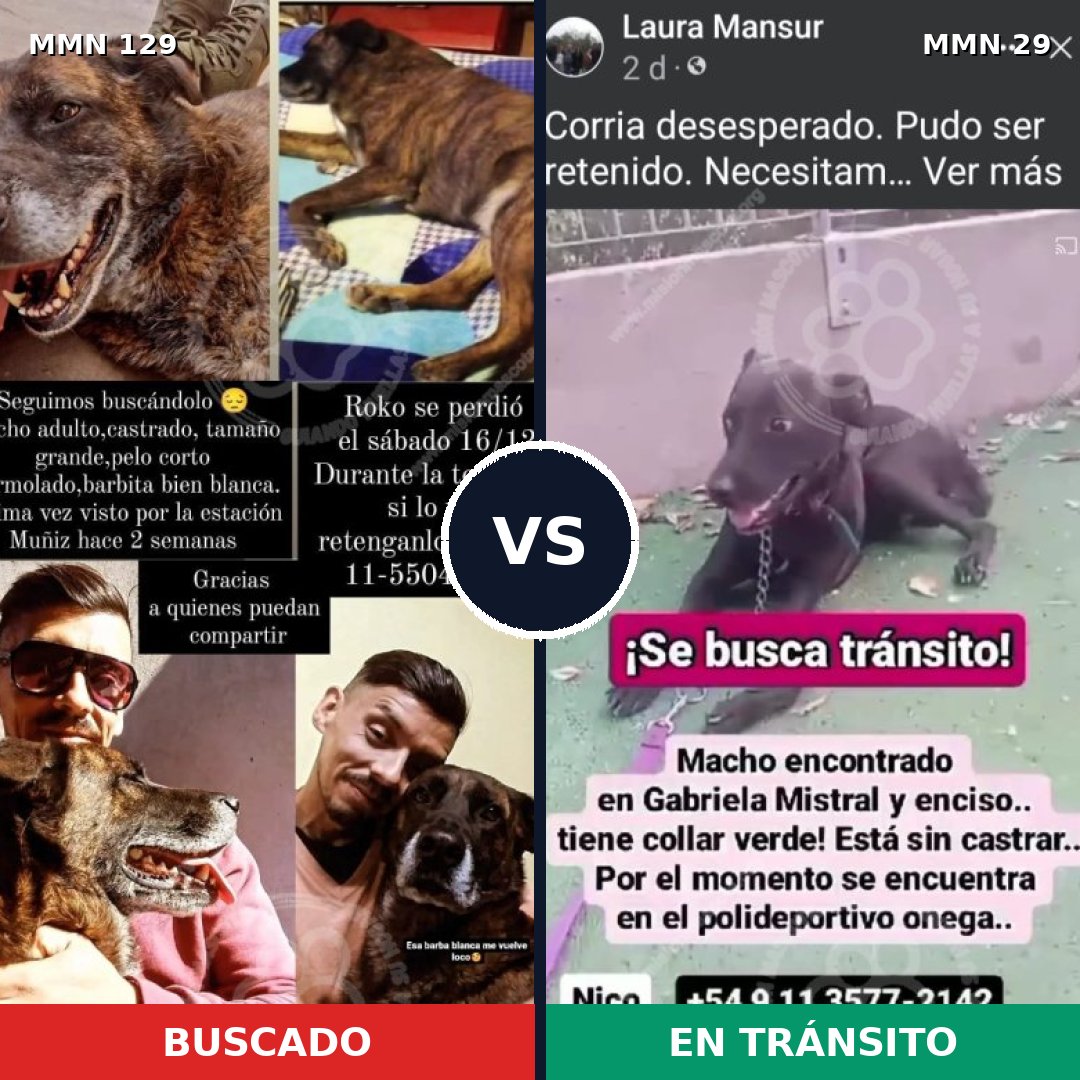 Comparativa MMS 3230: mascota perdida y mascota encontrada, 51% de similitud