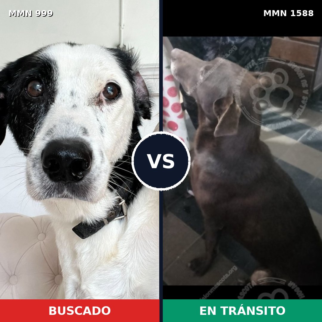 Comparativa MMS 32300: mascota perdida y mascota encontrada, 35% de similitud