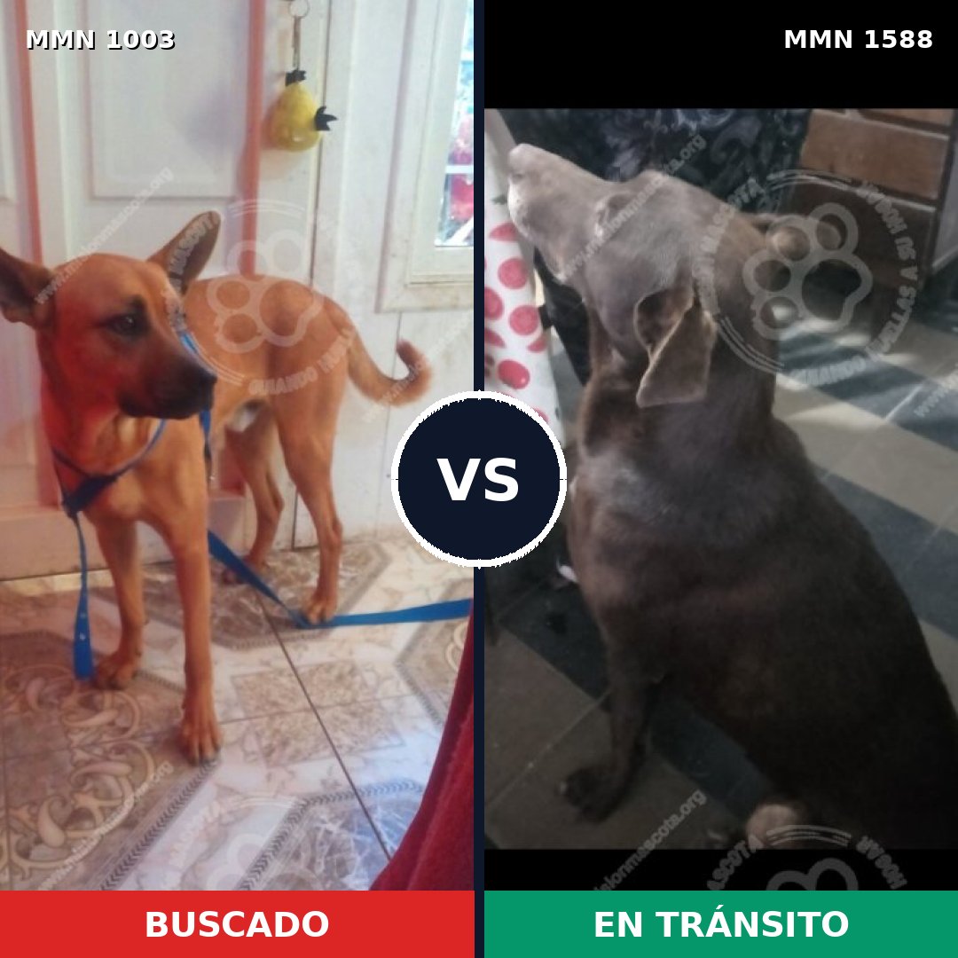 Comparativa MMS 32301: mascota perdida y mascota encontrada, 45% de similitud