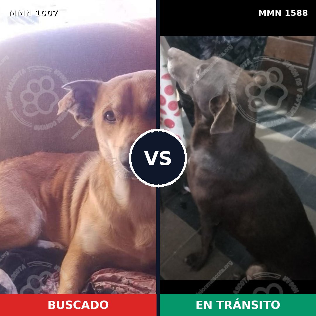 Comparativa MMS 32303: mascota perdida y mascota encontrada, 60% de similitud