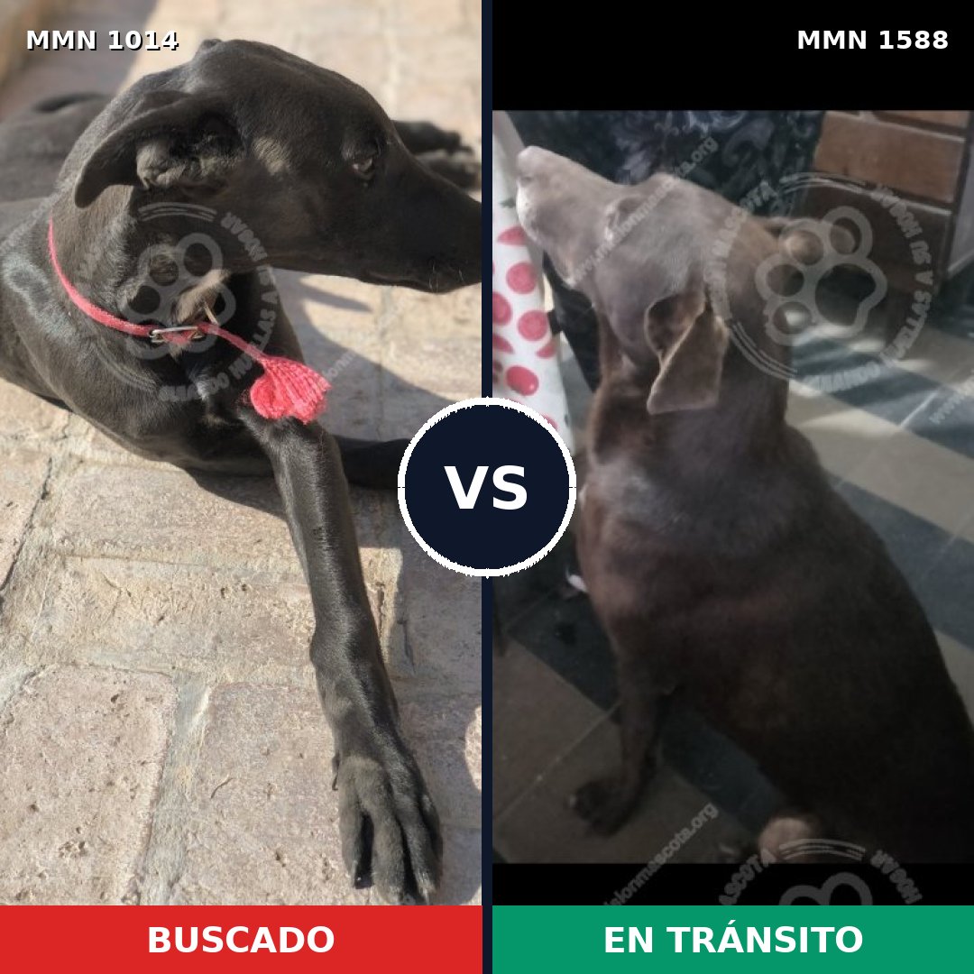 Comparativa MMS 32304: mascota perdida y mascota encontrada, 39% de similitud