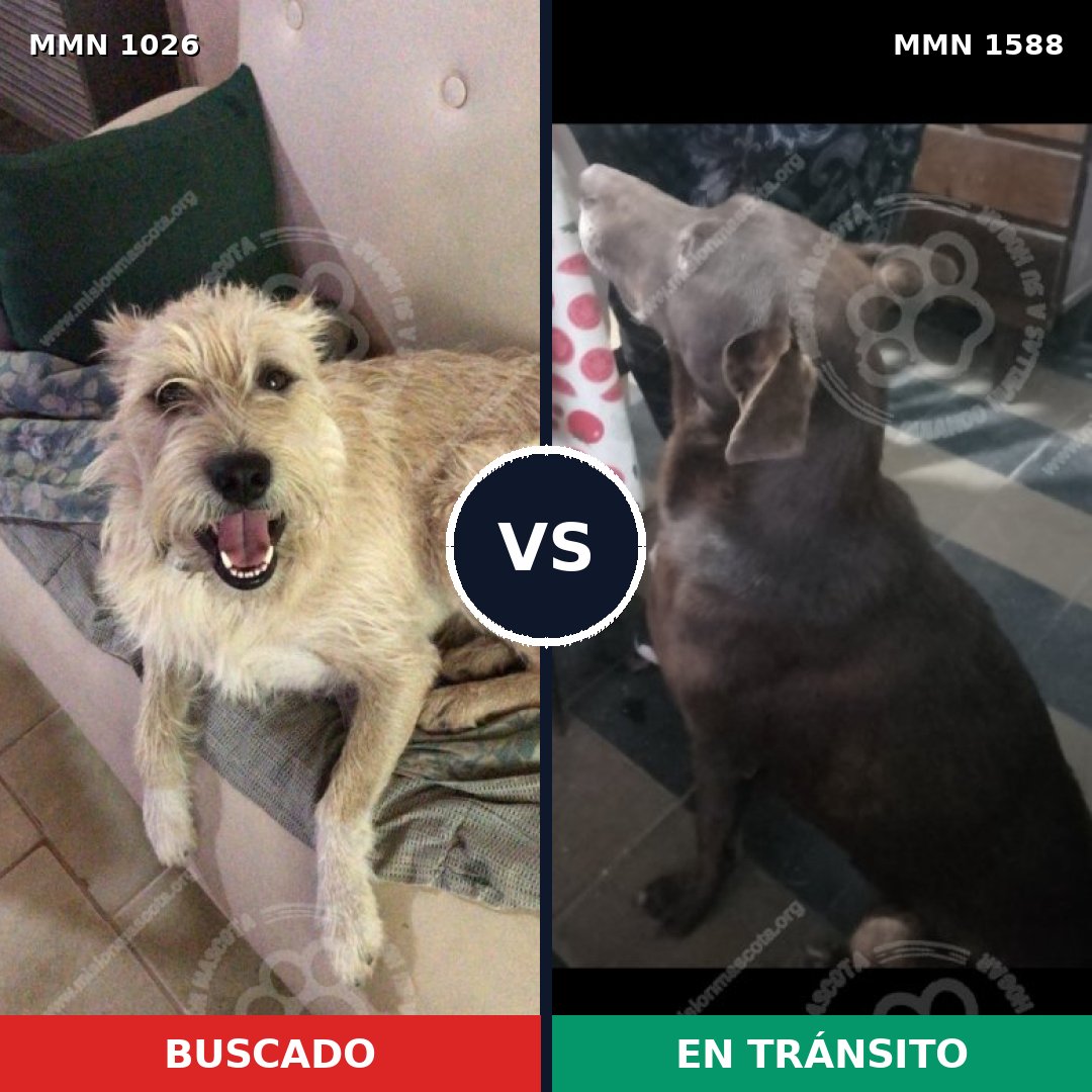 Comparativa MMS 32305: mascota perdida y mascota encontrada, 66% de similitud