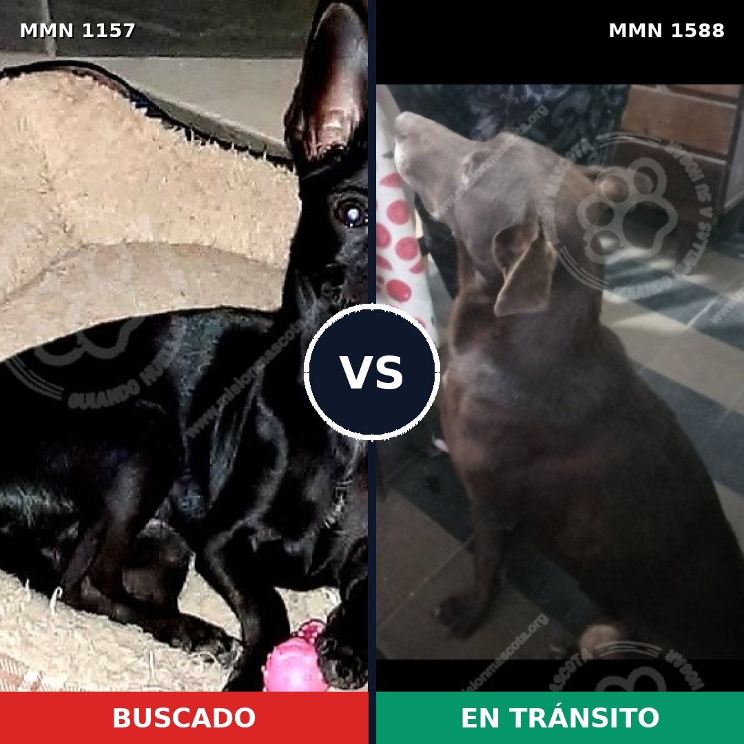Comparativa MMS 32306: mascota perdida y mascota encontrada, 23% de similitud