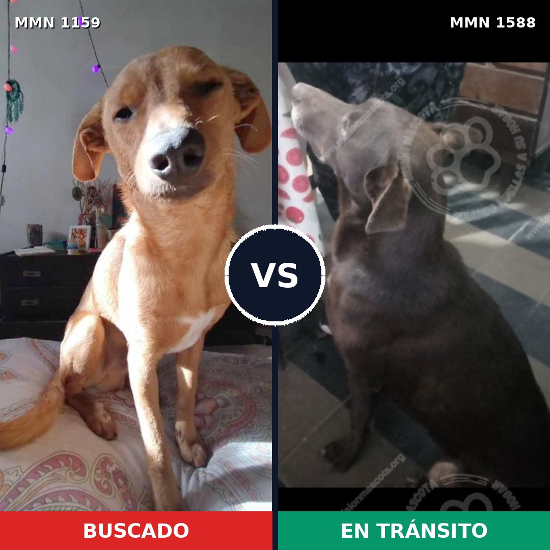 Comparativa MMS 32307: mascota perdida y mascota encontrada, 49% de similitud