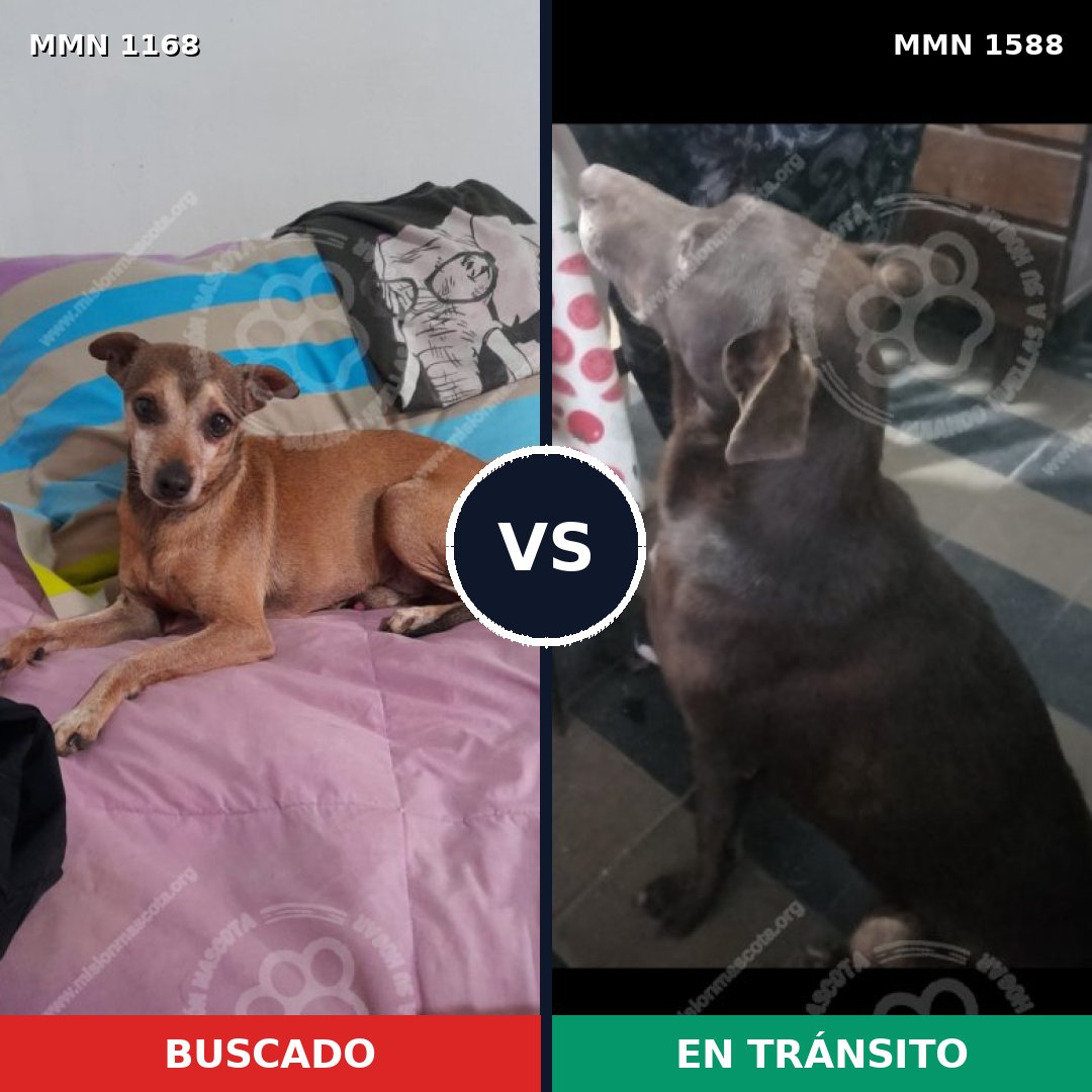 Comparativa MMS 32308: mascota perdida y mascota encontrada, 24% de similitud