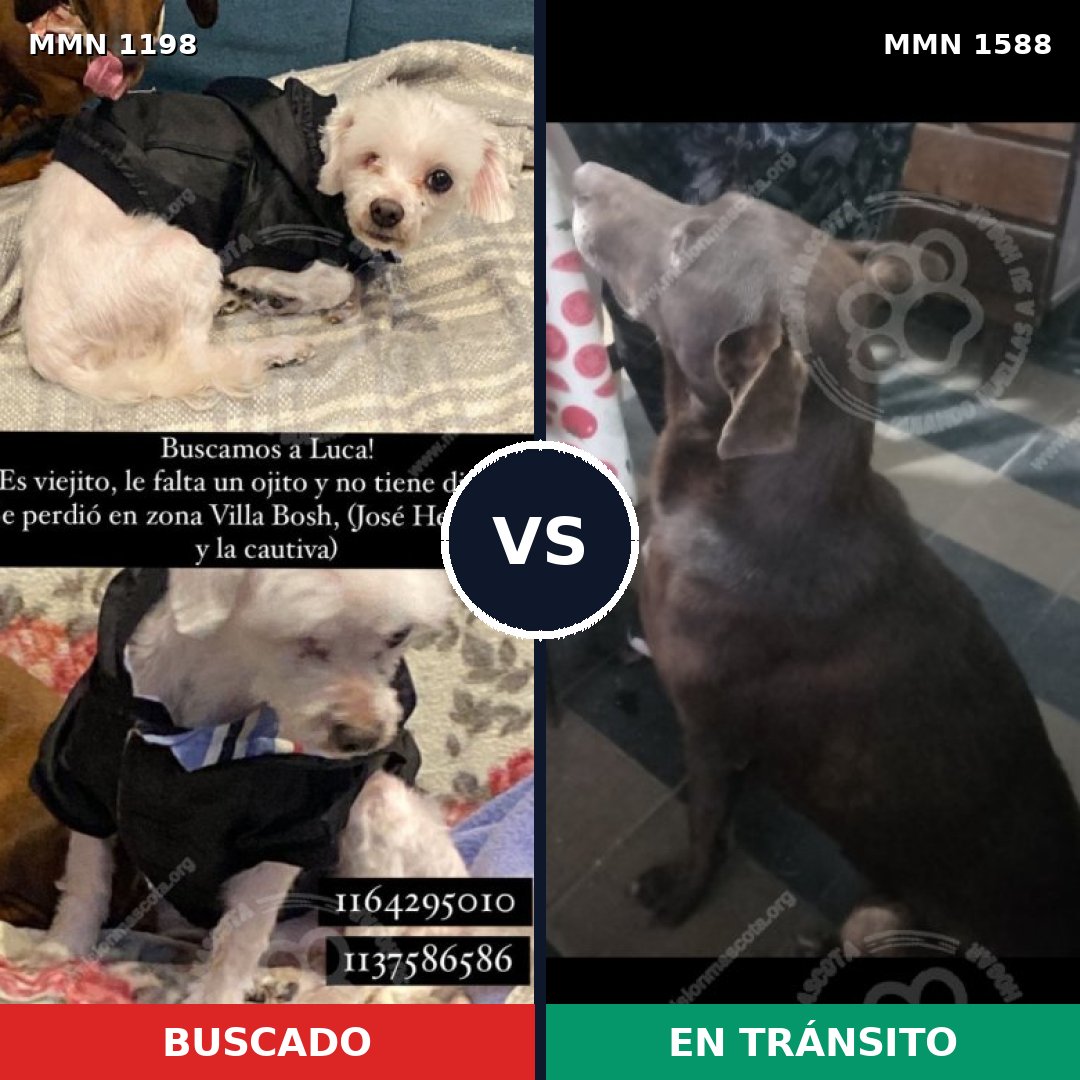 Comparativa MMS 32309: mascota perdida y mascota encontrada, 25% de similitud