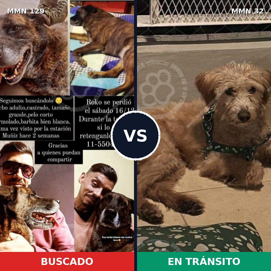 Comparativa MMS 3231: mascota perdida y mascota encontrada, 6% de similitud