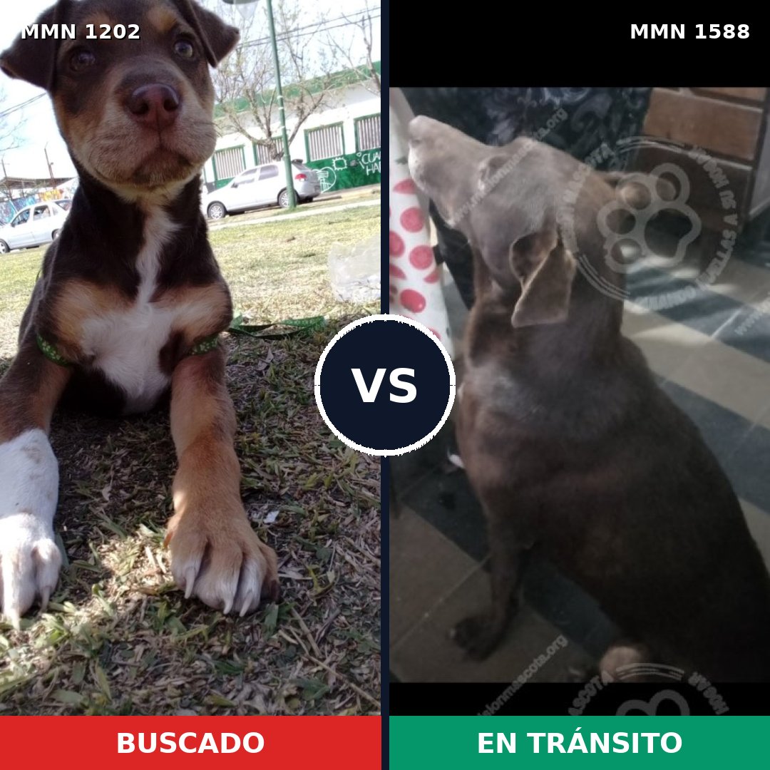 Comparativa MMS 32310: mascota perdida y mascota encontrada, 45% de similitud