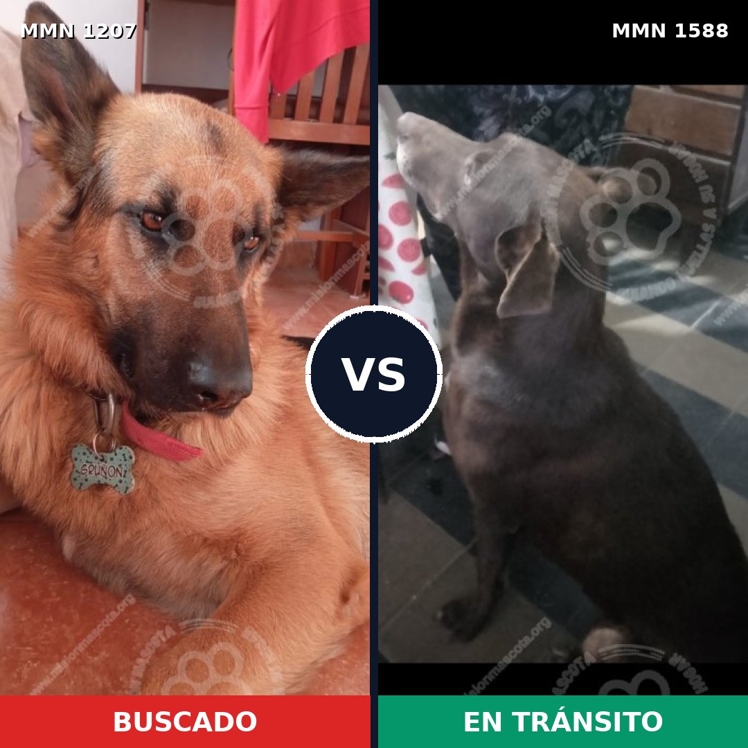 Comparativa MMS 32311: mascota perdida y mascota encontrada, 38% de similitud