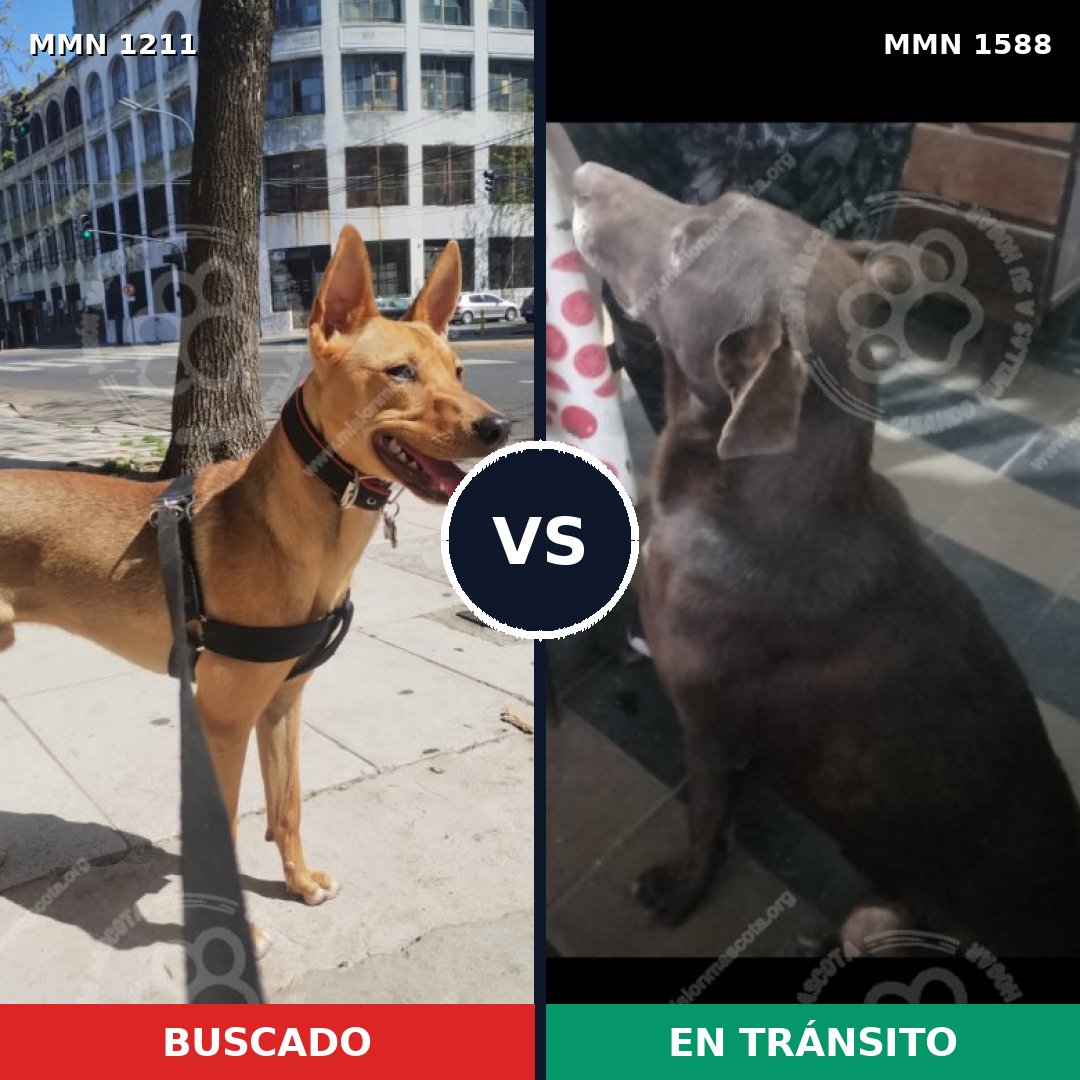 Comparativa MMS 32312: mascota perdida y mascota encontrada, 59% de similitud