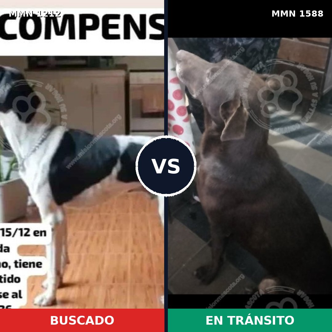 Comparativa MMS 32313: mascota perdida y mascota encontrada, 40% de similitud