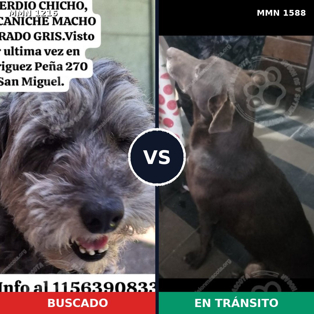 Comparativa MMS 32314: mascota perdida y mascota encontrada, 46% de similitud