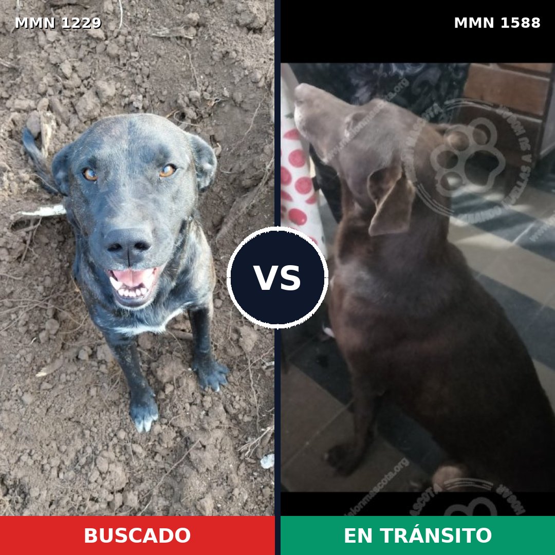 Comparativa MMS 32315: mascota perdida y mascota encontrada, 44% de similitud