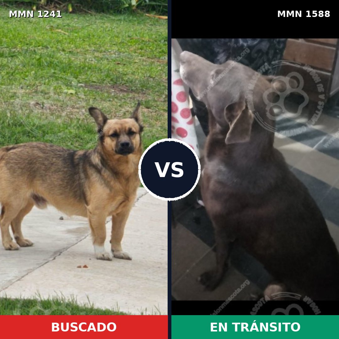 Comparativa MMS 32316: mascota perdida y mascota encontrada, 50% de similitud
