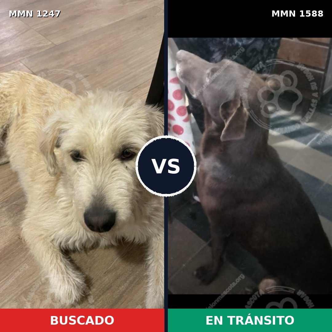 Comparativa MMS 32317: mascota perdida y mascota encontrada, 58% de similitud