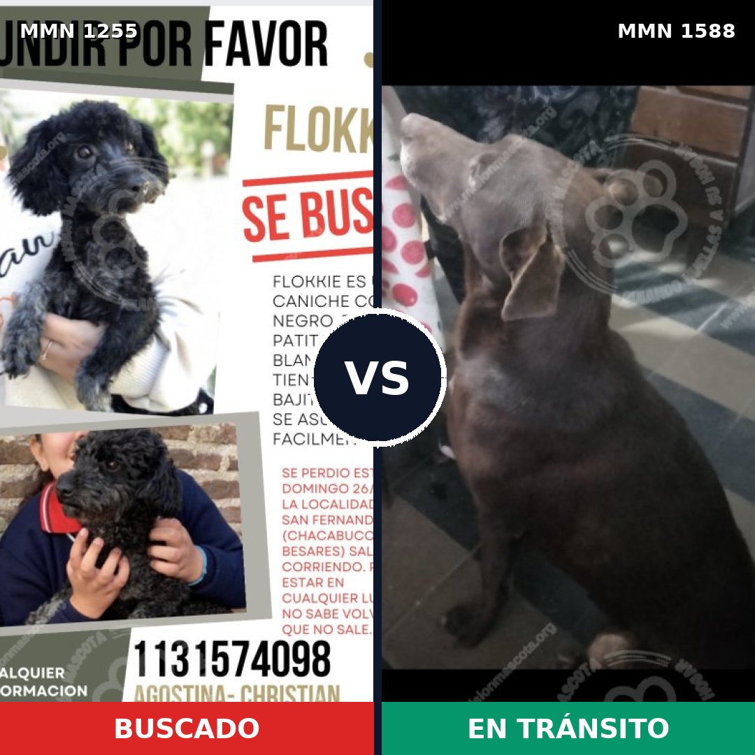 Comparativa MMS 32318: mascota perdida y mascota encontrada, 25% de similitud