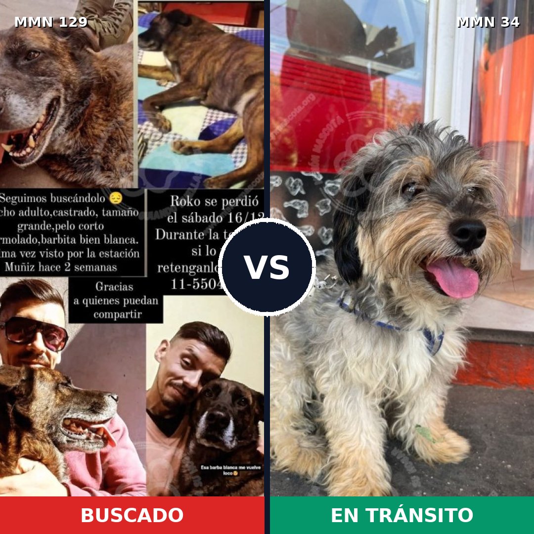 Comparativa MMS 3232: mascota perdida y mascota encontrada, 6% de similitud