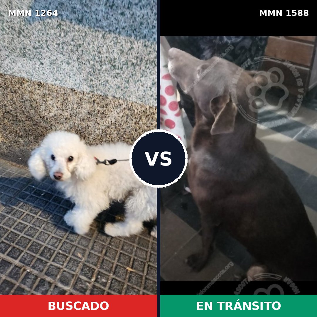Comparativa MMS 32321: mascota perdida y mascota encontrada, 25% de similitud