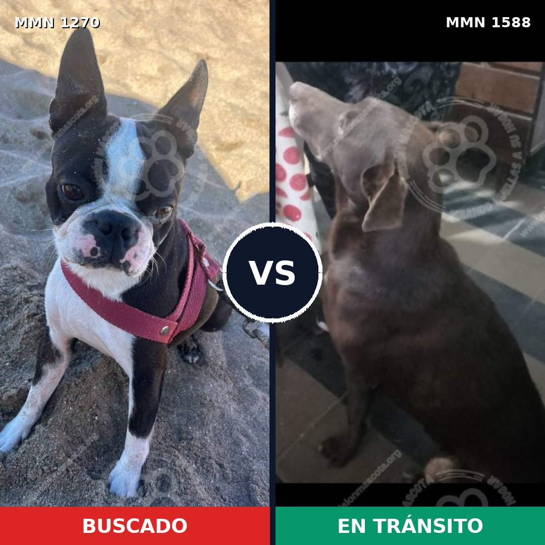 Comparativa MMS 32322: mascota perdida y mascota encontrada, 22% de similitud