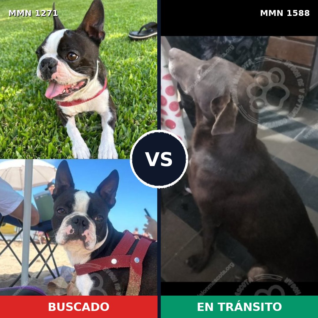 Comparativa MMS 32323: mascota perdida y mascota encontrada, 23% de similitud