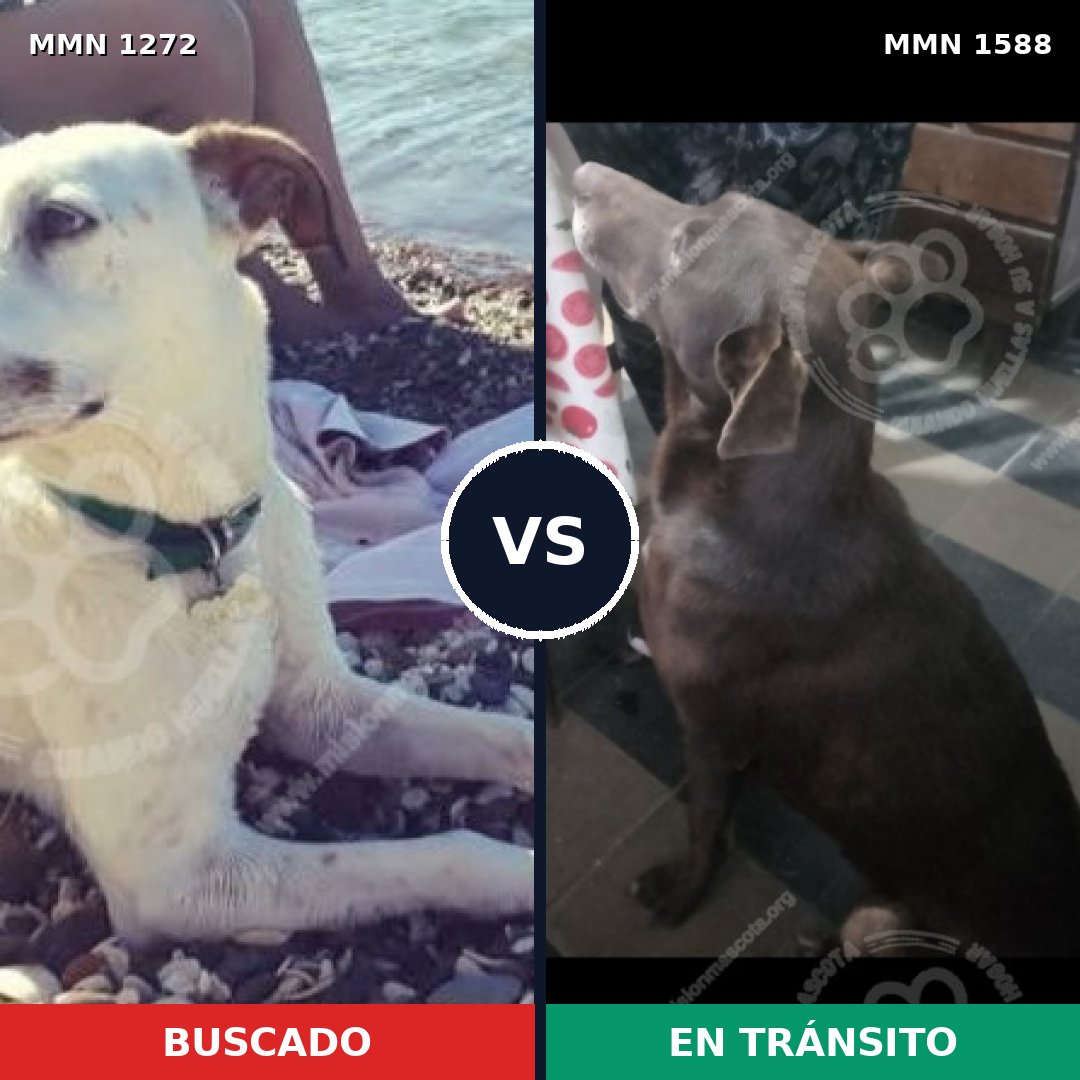 Comparativa MMS 32324: mascota perdida y mascota encontrada, 53% de similitud