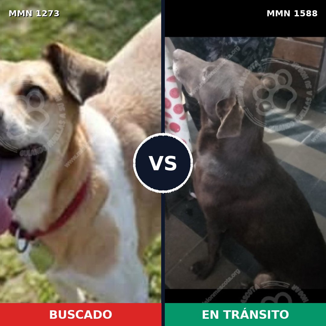 Comparativa MMS 32325: mascota perdida y mascota encontrada, 53% de similitud