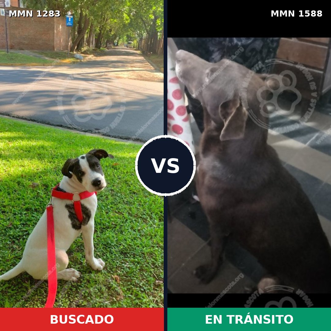 Comparativa MMS 32326: mascota perdida y mascota encontrada, 49% de similitud