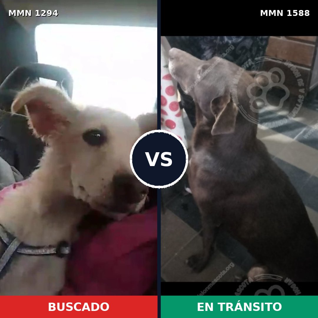 Comparativa MMS 32328: mascota perdida y mascota encontrada, 59% de similitud