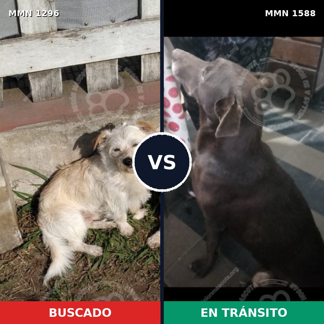 Comparativa MMS 32329: mascota perdida y mascota encontrada, 47% de similitud
