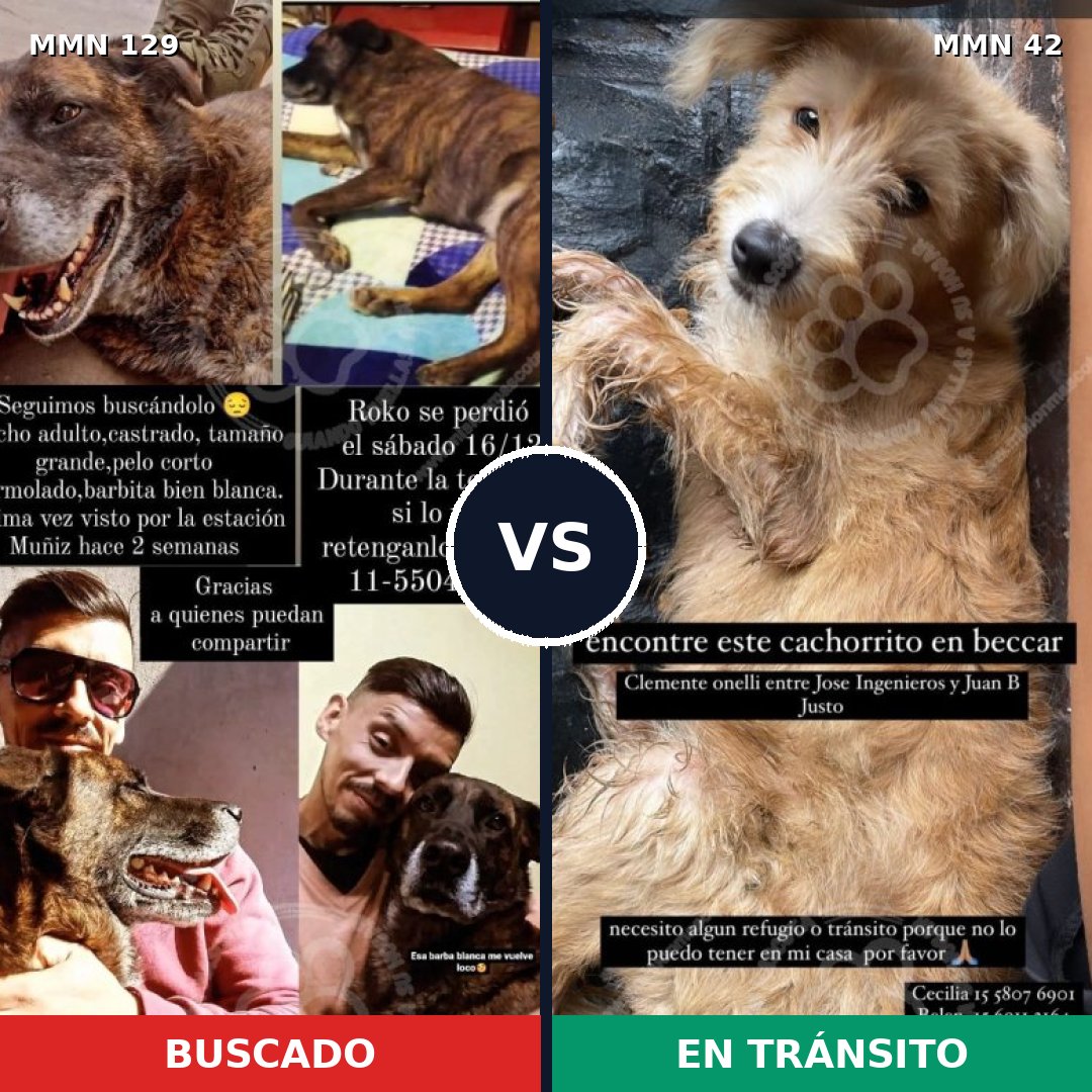 Comparativa MMS 3233: mascota perdida y mascota encontrada, 6% de similitud