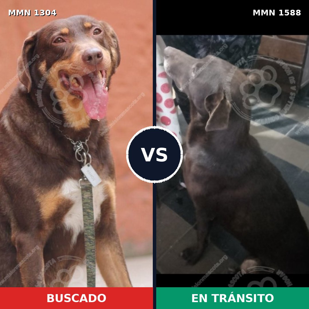 Comparativa MMS 32331: mascota perdida y mascota encontrada, 53% de similitud