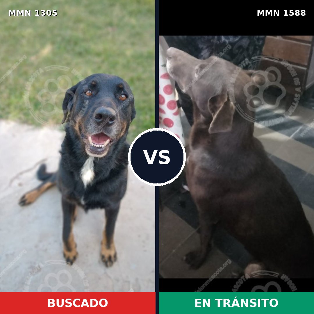 Comparativa MMS 32332: mascota perdida y mascota encontrada, 62% de similitud