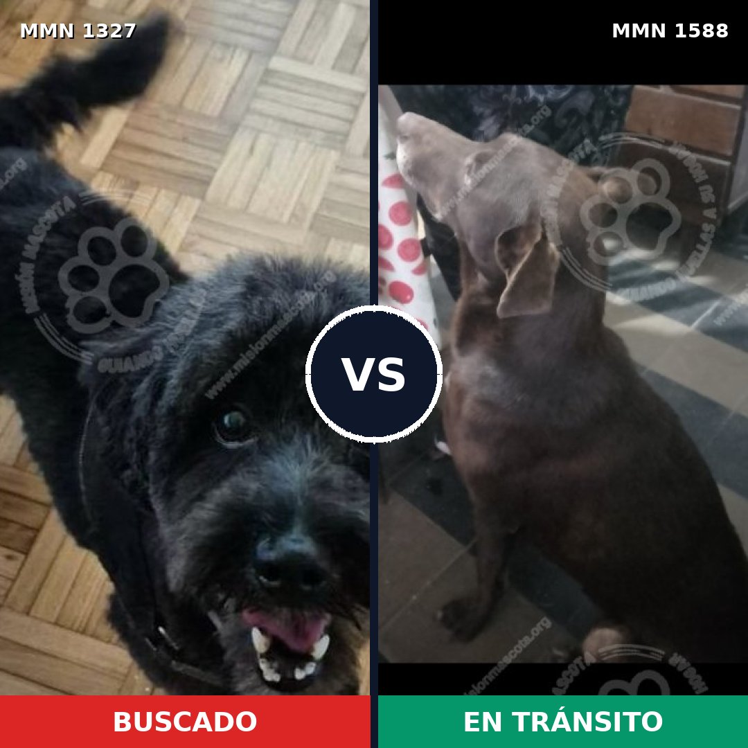 Comparativa MMS 32333: mascota perdida y mascota encontrada, 54% de similitud
