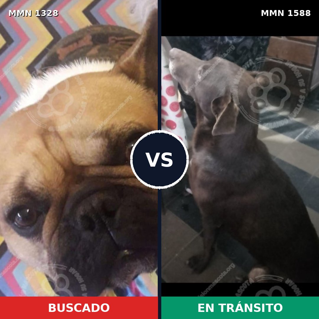 Comparativa MMS 32334: mascota perdida y mascota encontrada, 35% de similitud