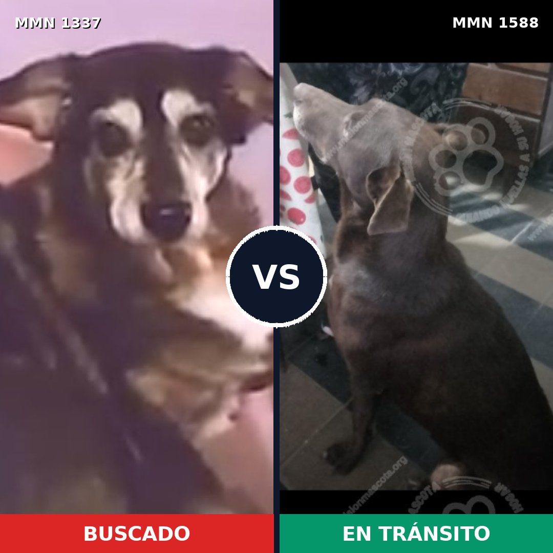 Comparativa MMS 32335: mascota perdida y mascota encontrada, 51% de similitud