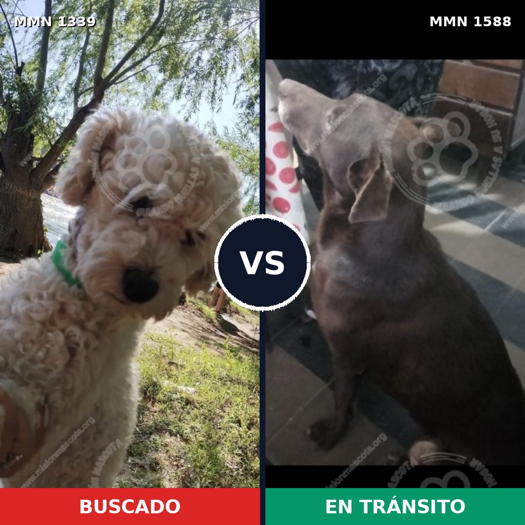 Comparativa MMS 32336: mascota perdida y mascota encontrada, 26% de similitud