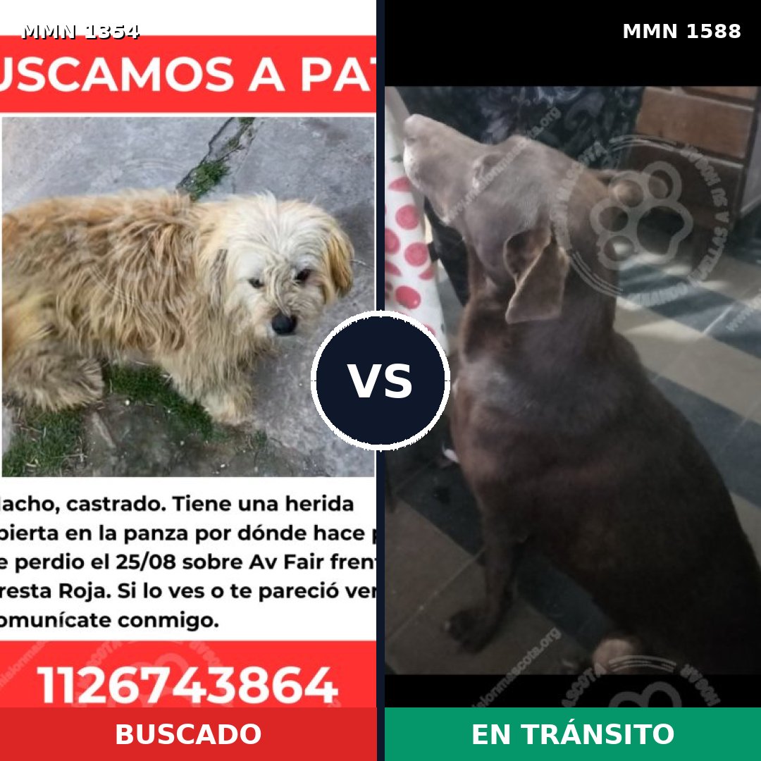 Comparativa MMS 32337: mascota perdida y mascota encontrada, 57% de similitud