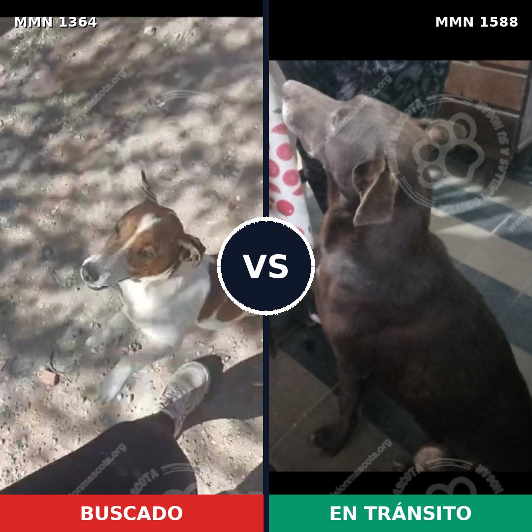 Comparativa MMS 32338: mascota perdida y mascota encontrada, 23% de similitud