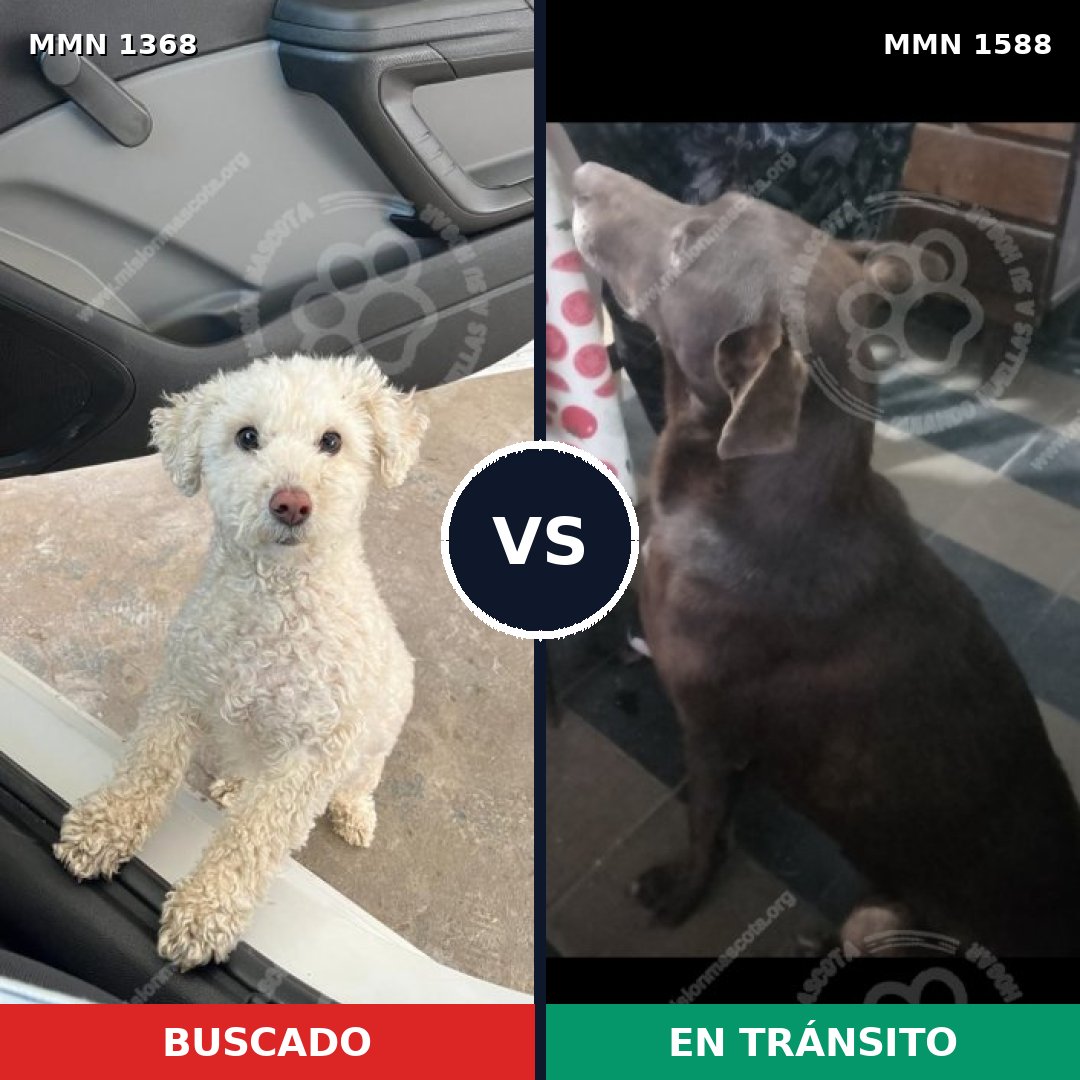 Comparativa MMS 32339: mascota perdida y mascota encontrada, 24% de similitud