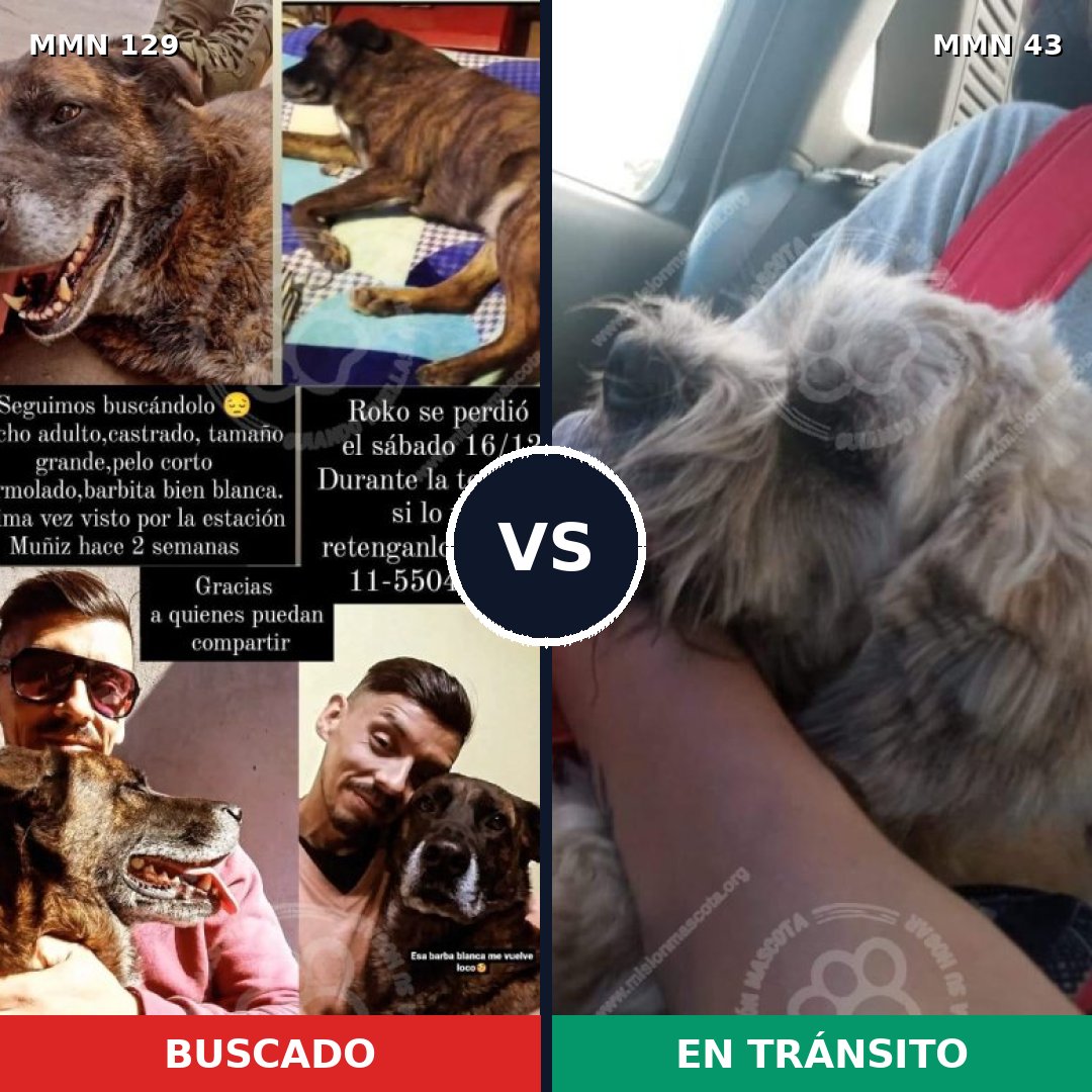 Comparativa MMS 3234: mascota perdida y mascota encontrada, 8% de similitud
