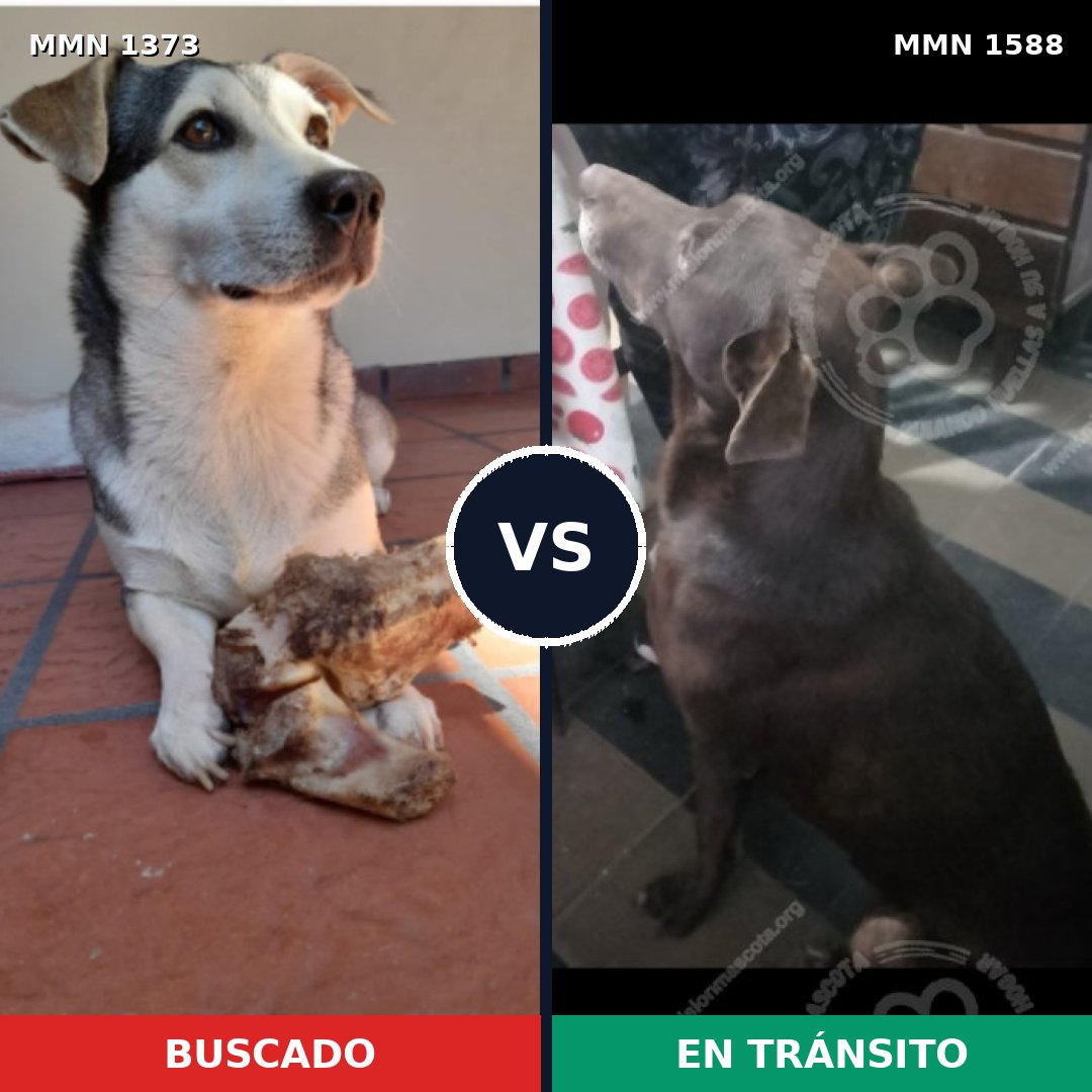 Comparativa MMS 32340: mascota perdida y mascota encontrada, 61% de similitud