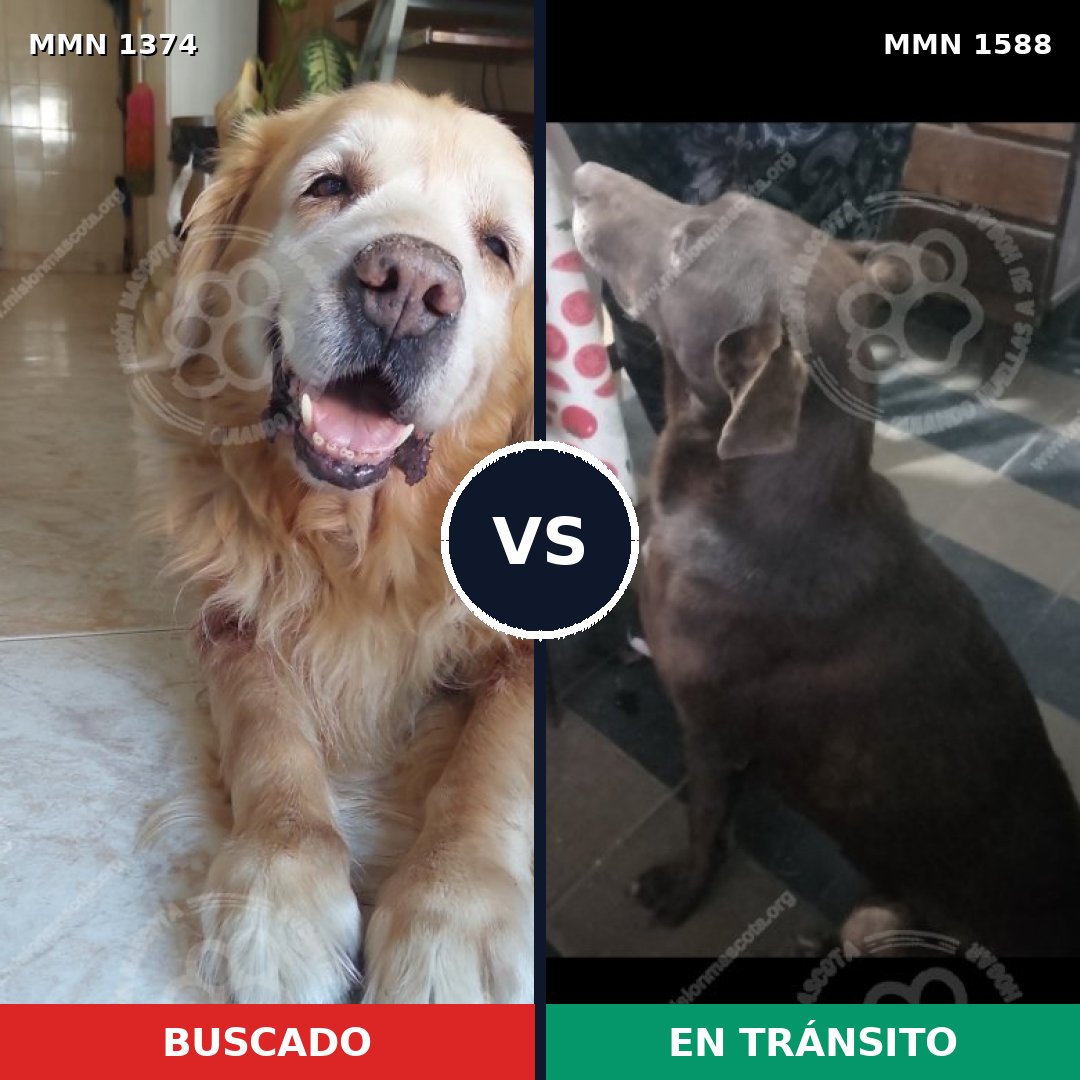 Comparativa MMS 32341: mascota perdida y mascota encontrada, 43% de similitud