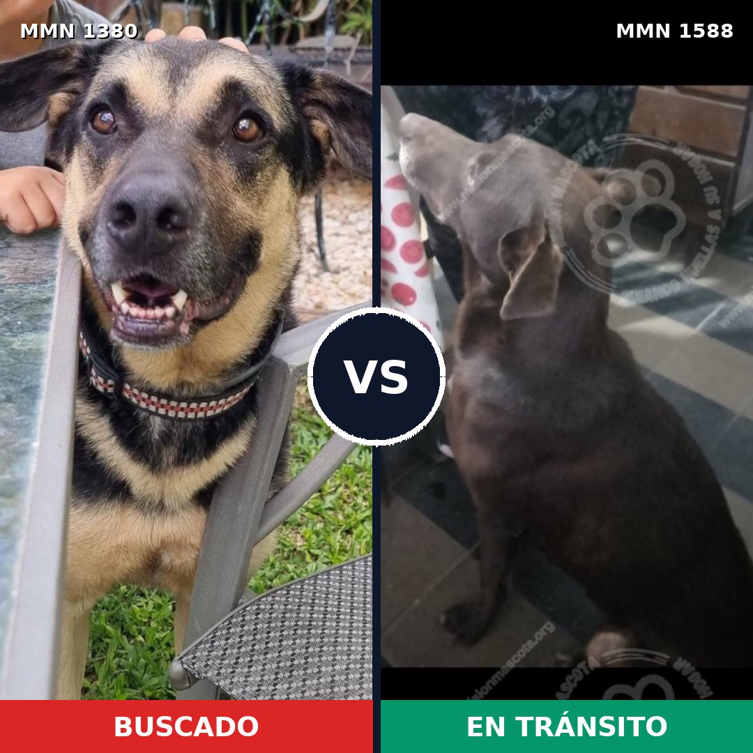 Comparativa MMS 32343: mascota perdida y mascota encontrada, 63% de similitud